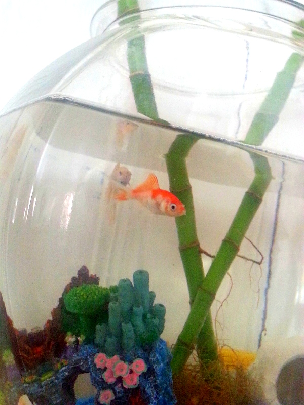 What fish can live in a fishbowl?